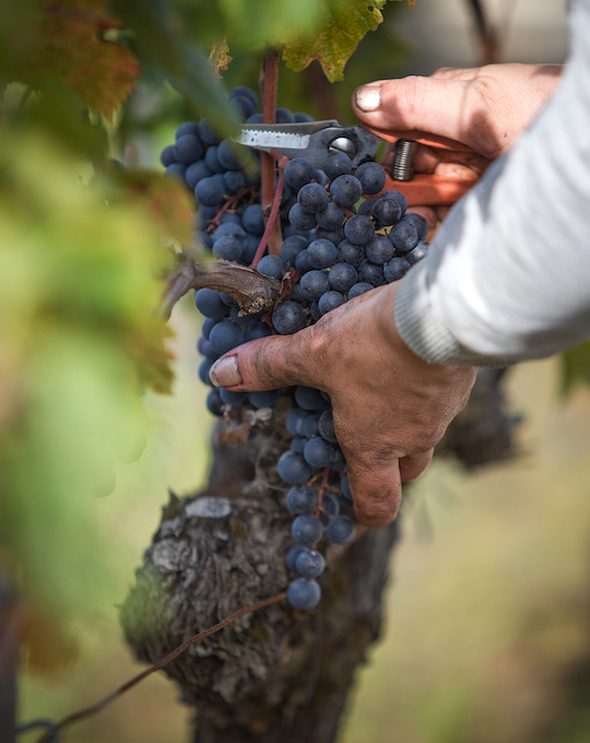A vineyard in organic farming